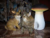 Лучик света - фотографии домашних животных. Мачерет Алена. г. Новосибирск