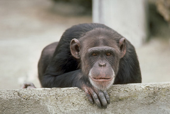 Лучик света - энциклопедия для детей: животные. Шимпанзе