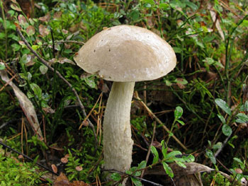 Лучик света - загадки про грибы