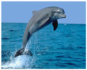 Лучик света - энциклопедия для детей: морские животные. Дельфин