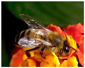 Лучик света - энциклопедия для детей: насекомые. Пчела