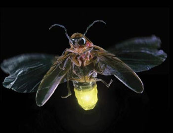 Лучик света - энциклопедия для детей: насекомые. Светлячок