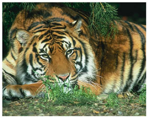 Лучик света - энциклопедия для детей: животные. Тигр 