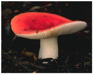 Лучик света - загадки про грибы